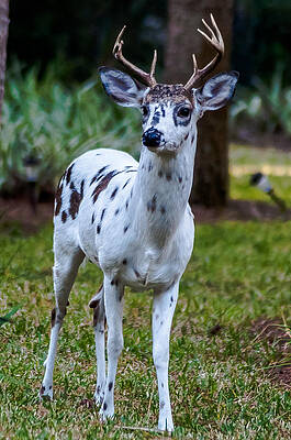 Proud Piebald Buck by Charles Moore Proud Piebald Buck by Charles Moore