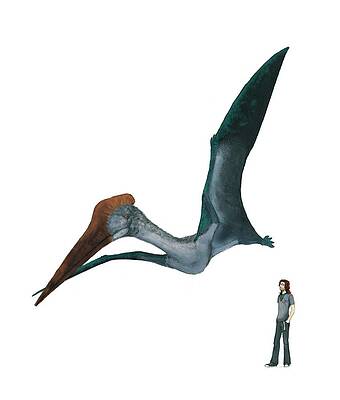 Pterosaur size comparison, artwork - Stock Image - C008/3853