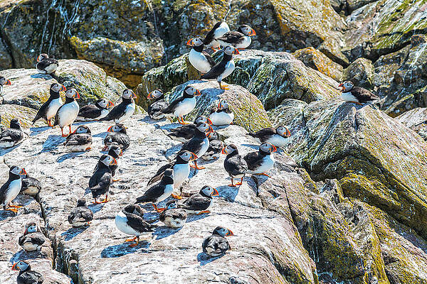 Puffin Convention by Perla Copernik Puffin Convention by Perla Copernik
