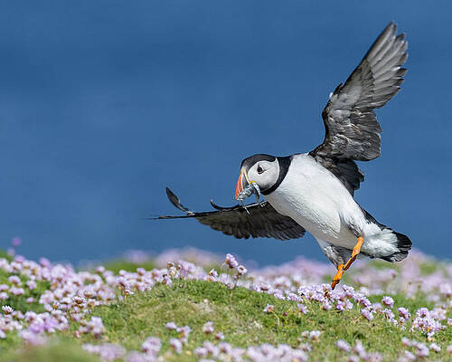 Puffin Flying Home by Jennifer LaBouff Puffin Flying Home by Jennifer LaBouff