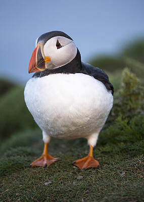 Puffy Little Puffin by Jennifer LaBouff Puffy Little Puffin by Jennifer LaBouff