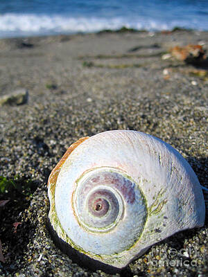 Puget Shell by Dalani Tanahy