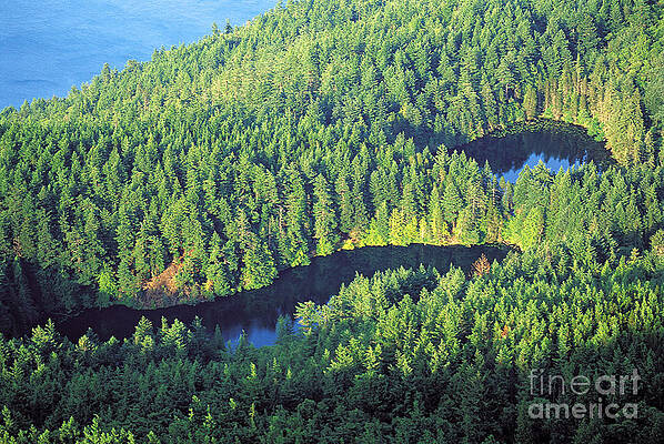 Wall Art - Photograph - Puget Sound Woods, Wa by Adam Sylvester