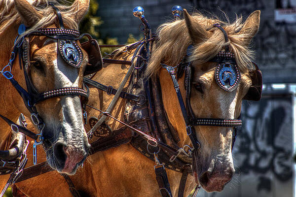 Wall Art - Photograph - Pulling Palominos by Carla E