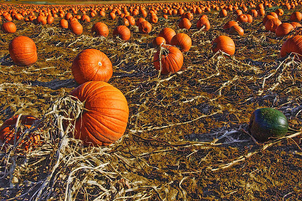 Pumpkin Patch 1 by David Phoenix