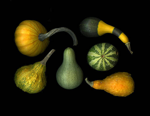 Pumpkin Patch by Christian Slanec Pumpkin Patch by Christian Slanec