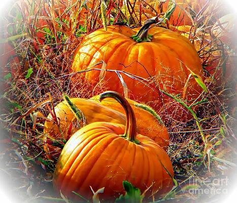 Pumpkin Patch by Michelle Frizzell-Thompson