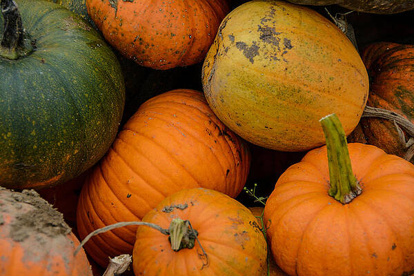 Pumpkins Fresh from the Field by At Lands End Photography Pumpkins Fresh from the Field by At Lands End Photography