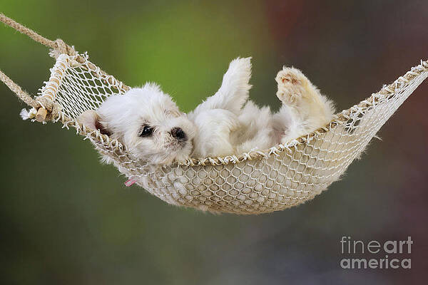 Wall Art - Photograph - Puppy Dog In A Hammock by John Daniels