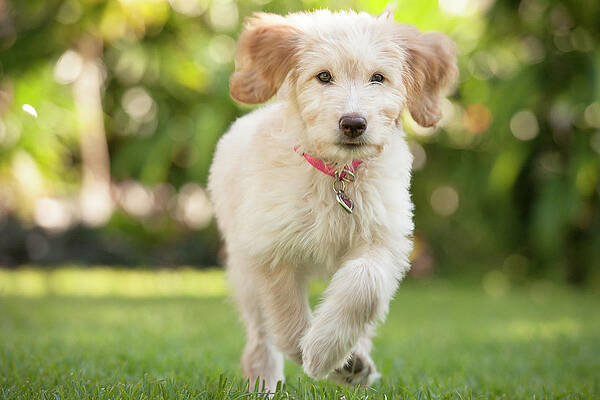 Wall Art - Photograph - Puppy Running Through The Grass by Chris Stein