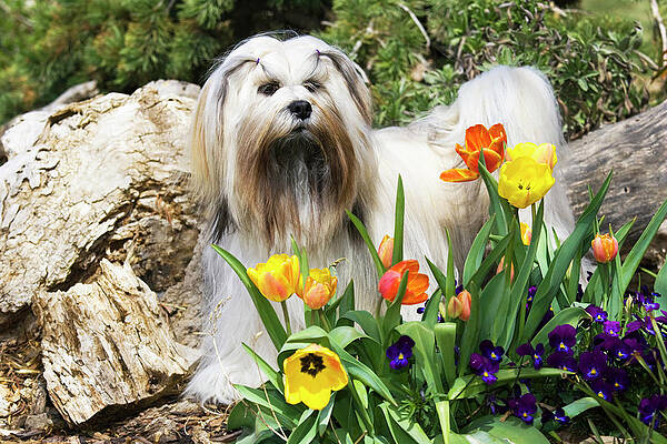 Wall Art - Photograph - Purebred Lhasa Apso Standing In Spring by Piperanne Worcester