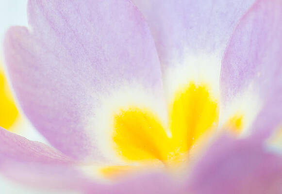 Wall Art - Photograph - Purple and yellow primrose petals - bright and soft spring flower by Matthias Hauser