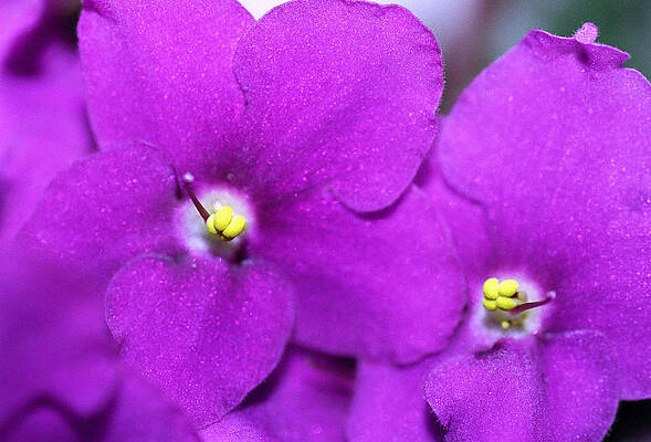 Purple Aster by Paul Trunk Purple Aster by Paul Trunk