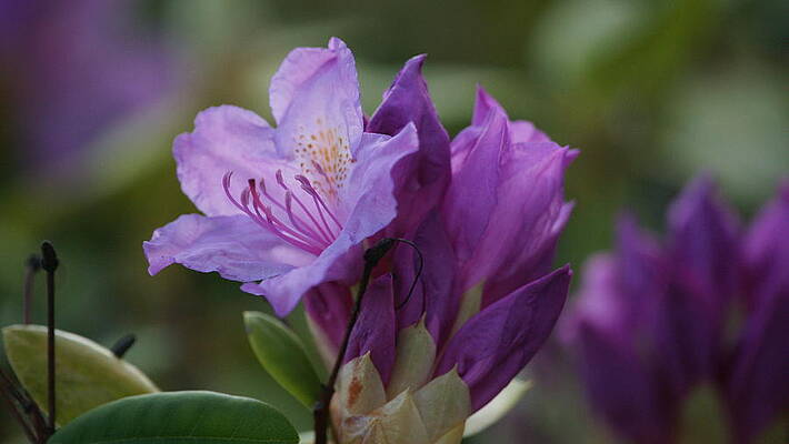 Purple Bloom by Crystal Harman Purple Bloom by Crystal Harman