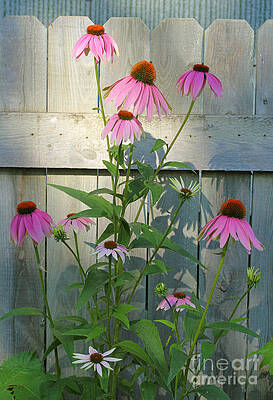 Purple Coneflower by Steve Augustin Purple Coneflower by Steve Augustin
