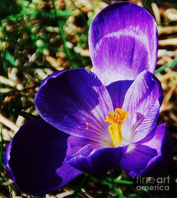 Purple Crocus Vision # 2 by Marcus Dagan Purple Crocus Vision # 2 by Marcus Dagan