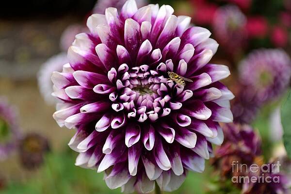 Wall Art featuring the photograph Purple Dahlia White Tips by Scott Lyons