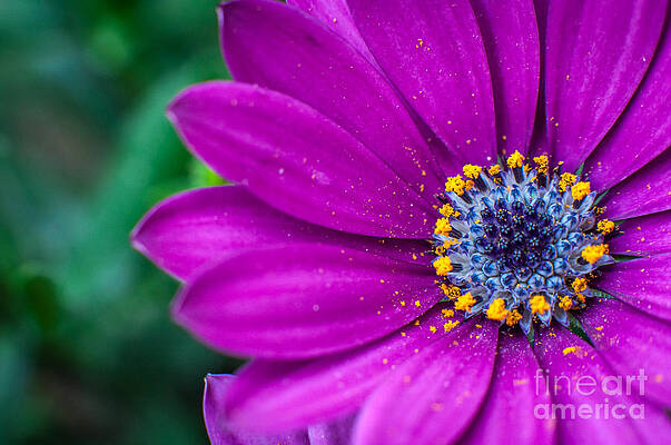 Purple Flower by Stefano Carocci