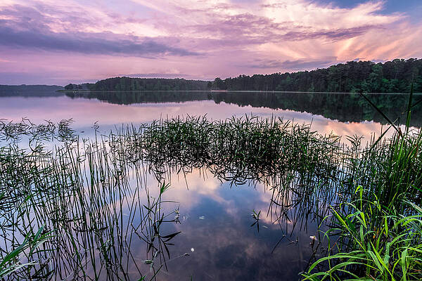 Purple Haze by Darren Cook