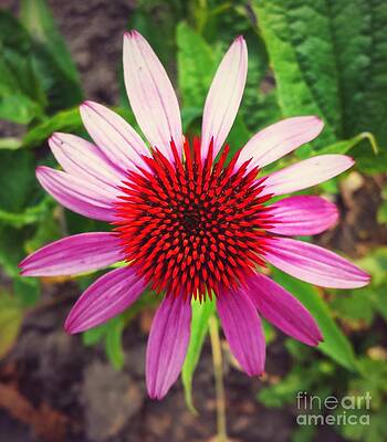 Purple Heat by Sharon Powell