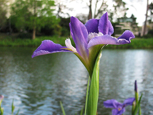 Purple Iris by a Pond by Tom Hefko Purple Iris by a Pond by Tom Hefko