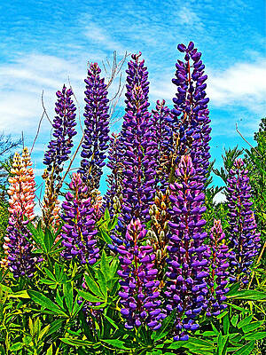 Purple Lupine along Confederation Trail-Prince Edward Island, Canada by Ruth Hager Purple Lupine along Confederation Trail-Prince Edward Island, Canada by Ruth Hager