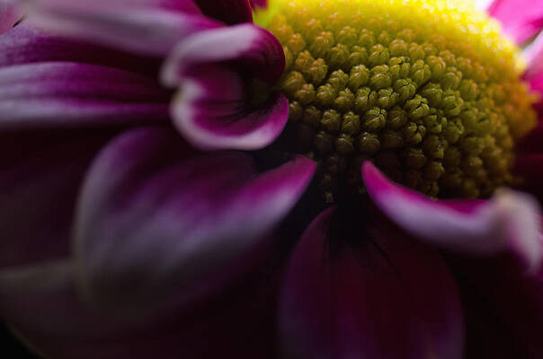 Purple Mum Macro by Jim Shackett Purple Mum Macro by Jim Shackett