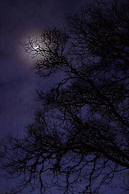 Purple Nights by Melanie Lankford Photography