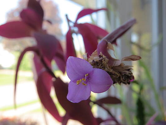 Wall Art - Photograph - Purple Queen Flower by Elisabeth Ann