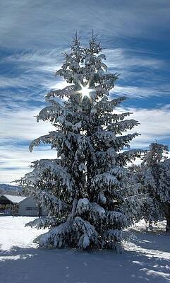 Wall Art - Photograph - Put a Star on the Tree by David Andersen