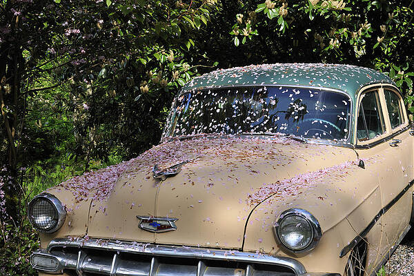Put the petals to the metal by Don Johnston Put the petals to the metal by Don Johnston