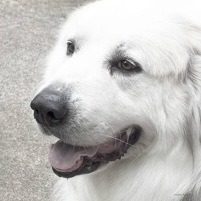 Pyrenees in the Park by Melissa Bittinger Pyrenees in the Park by Melissa Bittinger