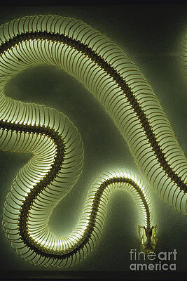 Wall Art - Photograph - Python Skeleton by Gregory G. Dimijian, M.D.