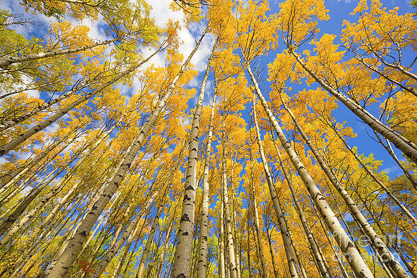 Wall Art - Photograph - Quaking Aspen Near The Alaska Highway by Yva Momatiuk John Eastcott
