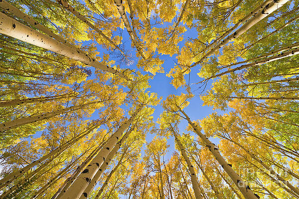 Wall Art - Photograph - Quaking Aspens In Autumn  #1 by Yva Momatiuk John Eastcott