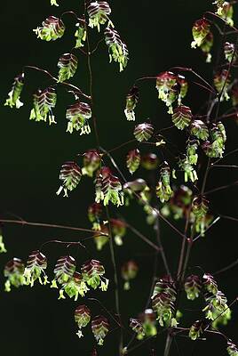 Wall Art - Photograph - Quaking Grass In Flower by Science Photo Library
