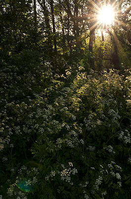 Queen Anne's Lace on the woodland floor by David Isaacson Queen Anne's Lace on the woodland floor by David Isaacson