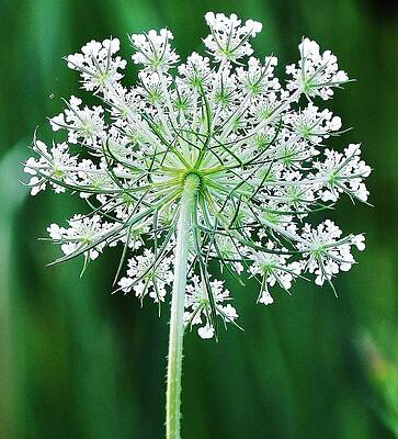  Photograph - Queen Ann's Lace by Al Fritz
