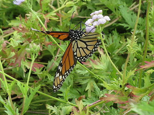 Monarch Butterfly Open by Cindy Clements Monarch Butterfly Open by Cindy Clements