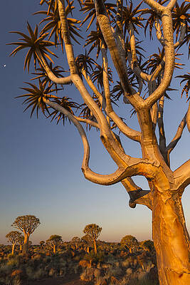 Wall Art - Photograph - Quiver Trees On Grassland Keetmanshoop by Vincent Grafhorst