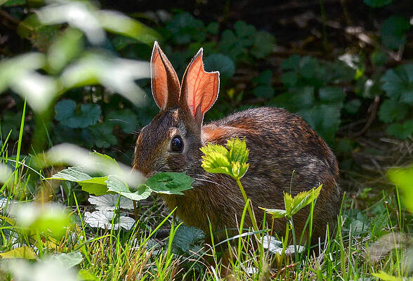 Wall Art - Photograph - Rabbit Ears by Michael Hubley