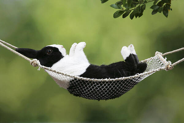 Wall Art - Photograph - Rabbit In A Hammock by John Daniels