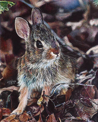 Rabbit in the Woods by Joshua Martin Rabbit in the Woods by Joshua Martin