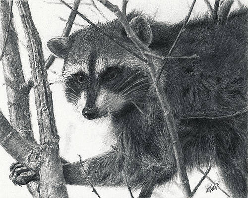 Raccoon - Charcoal Experiment by Joshua Martin Raccoon - Charcoal Experiment by Joshua Martin