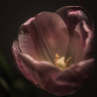 Radient Glow by Jen Baptist Radient Glow by Jen Baptist