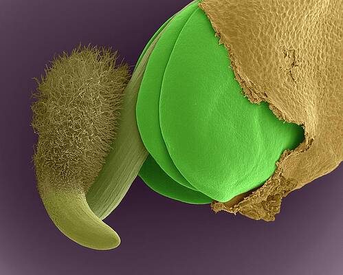 Wall Art - Photograph - Radish Seed Root And Cotyledons (raphanus Sativus) by Science Photo Library