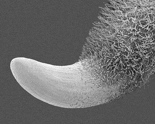 Wall Art - Photograph - Radish Seed Root And Root Hairs (raphanus Sativus) by Science Photo Library