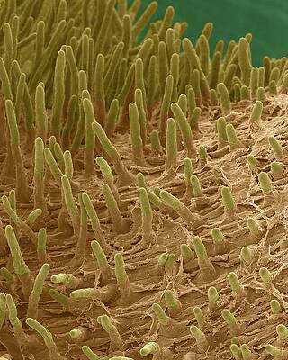 Wall Art - Photograph - Radish Seed Root Hairs (raphanus Sativus) by Science Photo Library