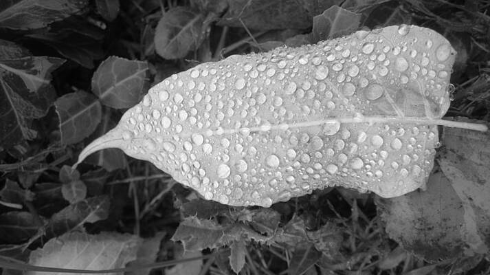 Rain by Carmel Joseph Rain by Carmel Joseph