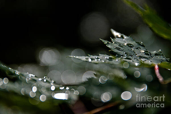 Wall Art - Photograph - Rain Drop Bokeh by Cheryl Baxter